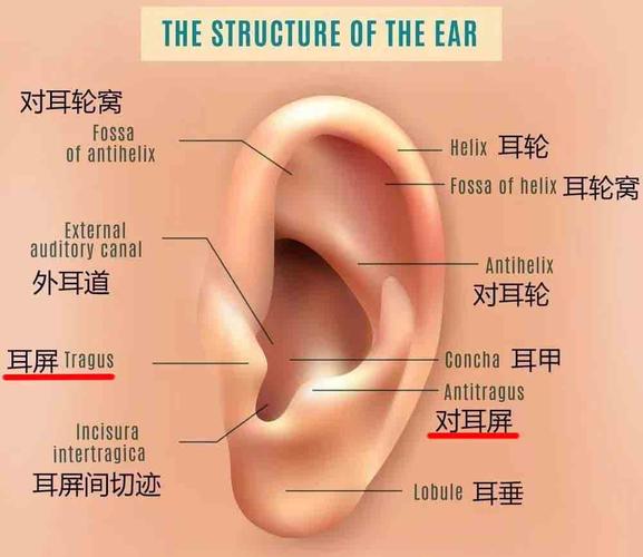 半耳和入耳的区别