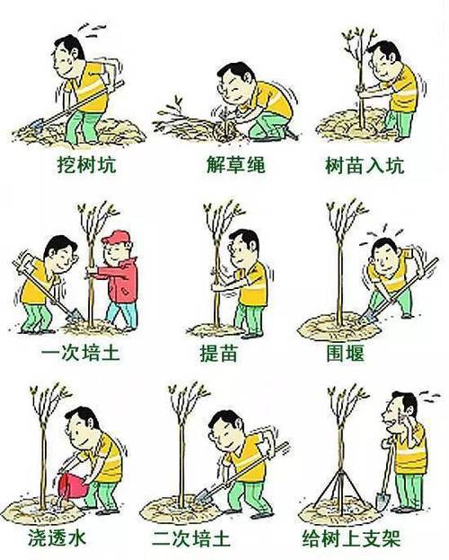 forest一个人怎么种树